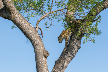 Fototapeta na wymiar Female leopard coming out a tree in Sabi Sands Game Reserve in the Greater Kruger Region in South Africa