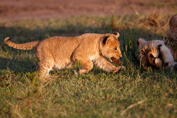 Lion cub running and playing in the Masai Mara Game Reserve in Kenya