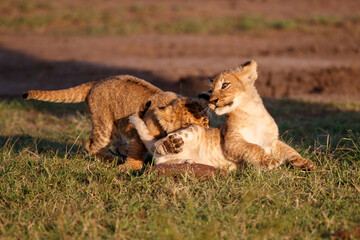 Lion cub running and playing in the Masai Mara Game Reserve in Kenya