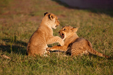 Fototapeta na wymiar Lion cub running and playing in the Masai Mara Game Reserve in Kenya