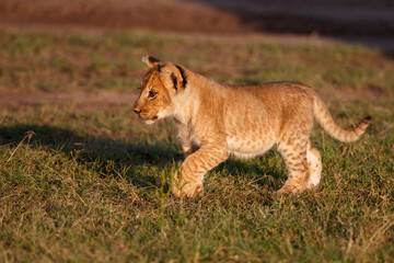 Lion cub running and playing in the Masai Mara Game Reserve in Kenya