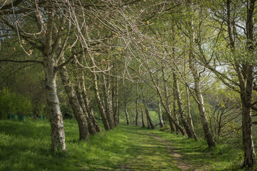 Looking down an avenue of trees