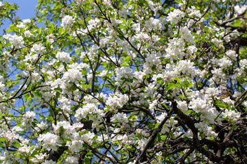 a beautiful apple tree during blooming with white flowers