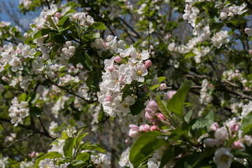 Flowering cherry blossom trees in spring
