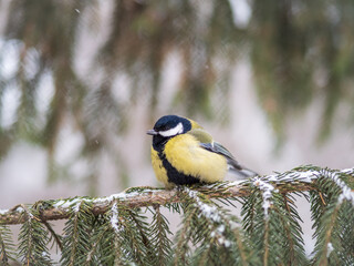 Cute bird Great tit, songbird sitting on the fir branch with snow in winter