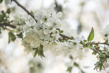 Flowering tree branches. Photo of nature. Closeup of blossoming tree buds.Spring flowering.Spring.