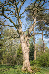Old tree in woodlands in spring