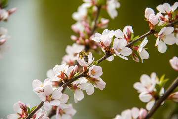 Flowering tree branches. Photo of nature. Closeup of blossoming tree buds.Spring flowering.Spring.