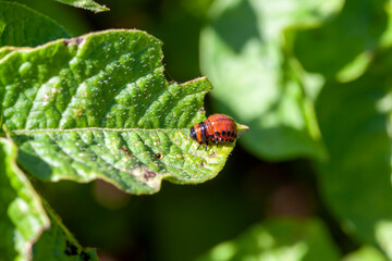 colorado beetles destroying the potato crop in the agricultural field