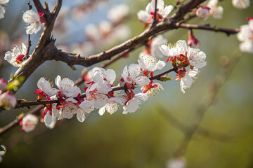 Flowering tree branches. Photo of nature. Closeup of blossoming tree buds.Spring flowering.Spring.