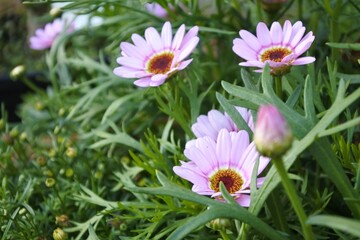 春のガーデニング、ピンクの花。