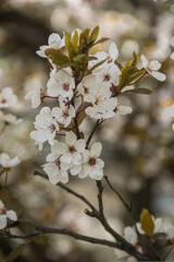 Fototapeta premium Flowering tree branches. Photo of nature. Closeup of blossoming tree buds.Spring flowering.Spring.