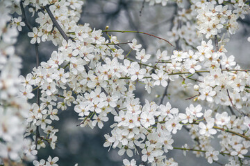 Flowering tree branches. Photo of nature. Closeup of blossoming tree buds.Spring flowering.Spring.