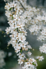 Flowering tree branches. Photo of nature. Closeup of blossoming tree buds.Spring flowering.Spring.