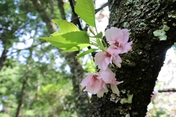 桜の幹に咲く花と若葉、八重桜の花。