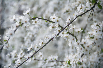 Flowering tree branches. Photo of nature. Closeup of blossoming tree buds.Spring flowering.Spring.