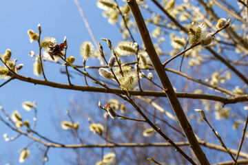 a willow tree blooming in the spring season