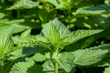 green nettle plants in the summer season