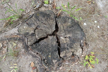 stump texture