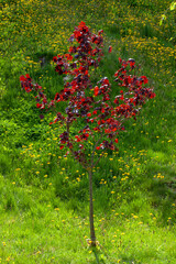 red foliage on a maple tree in the summer of the year