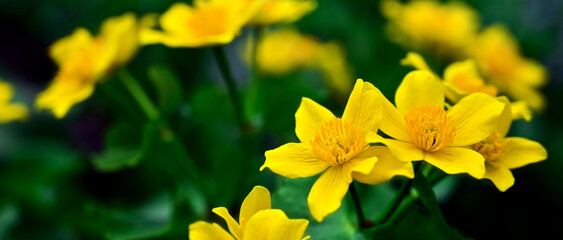 Spring background of yellow flowers Caltha palustris