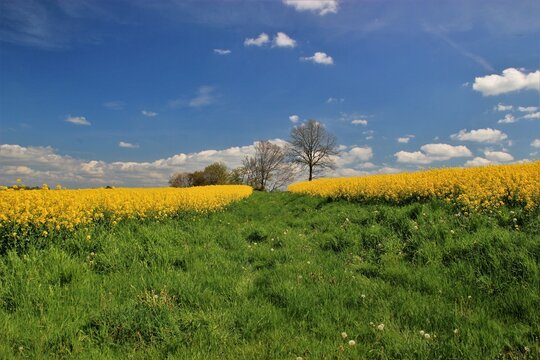 Champ de colza.(Corr&egrave;ze) 