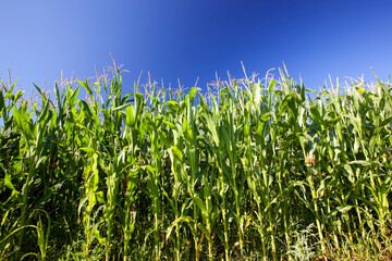agriculture the field where corn is grown to produce corn grains