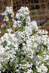 Patch of white Annual Honesty, Derbyshire England
