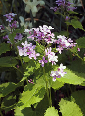 Pink Perennial Honesty flowers, Derbyshire England
