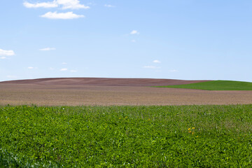 agricultural field with grass and other plants