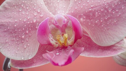 Exotic pink orchid flower wet with dew droplets on isolated red background. Camera zoom...