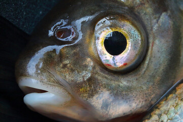 Bream fish head closeup. Fishing catch. A source of tasty meat and vitamins. Nutrition for all.