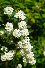 spring flowers. photo during the day.