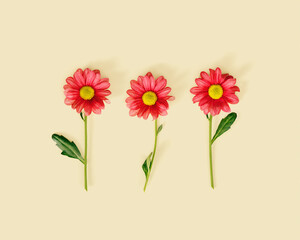 Three simple red flower on neutral beige color background. Nature design minimal card, summer or spring creative flatlay. Chrysanthemum daisy blooming flowers, floral square pattern
