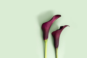 Close up purple Calla lily flowers on pastel green background. Minimal floral flat lay. Aesthetic beauty blossoming flower, holiday flowery card. Fresh red blooms Calla lilies, top view