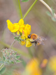 Macro of a bee sucken pollen