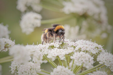 Macro of a bee sucken pollen