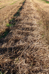 straw and stubble remaining after the harvest of cereals