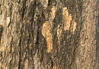 natural color of the bark sloping with alternating layers is naturally beautiful in the evening when the sunlight is soft. In a country where the sun is setting