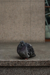 Gray pigeon, bird on street, Riga