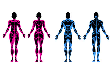 The anatomical structure of a person. Male and female body. Vector flat illustration.