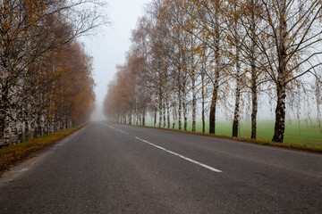 Fototapeta premium automobile road in cloudy autumn weather along yellowed birch trees