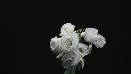 Bouquet of white eustoma with open flowers and buds on black studio background. Blooming flowers with petals and green stem close up. Floral background for holiday, congratulations, birthday.