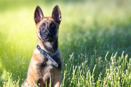 Retrato de cachorro de pastor belga malinois jugando en el campo entre la hierba verde