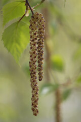 close-up of a birch branch