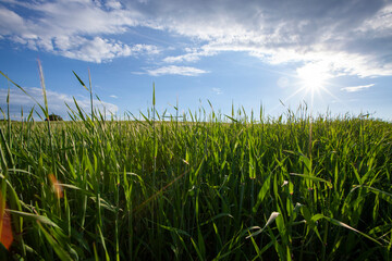 agricultural field where cereal wheat is grown