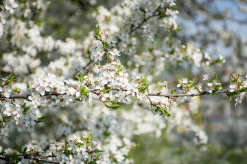 Fototapeta premium branches of fruit trees blooming