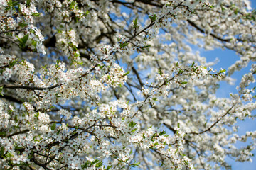 background of white flowering trees