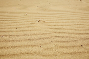 Sand texture closeup. Sand backgound. Top view.
