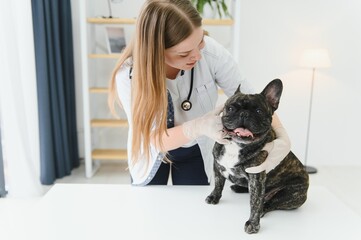 medicine, pet care and people concept - close up of french bulldog dog and veterinarian doctor hand at vet clinic.